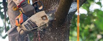 Professional Tree Removal in Garden City South, NY