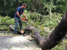 Best Root Management and Removal  in Garden City South, NY