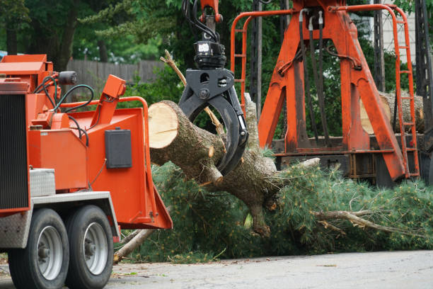 Best Lawn Grading and Leveling  in Garden City South, NY